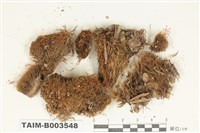 藏品(曲尾苔科)的圖片